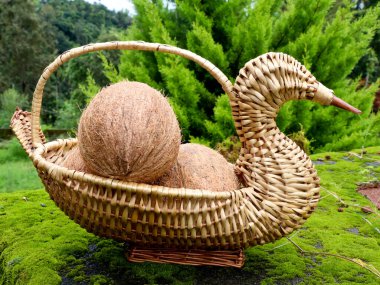 Soyulmuş hindistan cevizleri yeşil arka planda, organik ve kuğu şeklinde bambu sepetinde saklanır.
