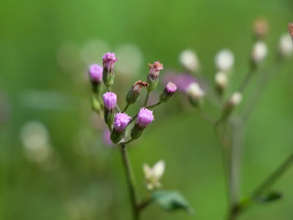 Flor Cyanthillium Cinereum También Conocida Como Pequeña Hierba Hierro Familia — Foto de Stock