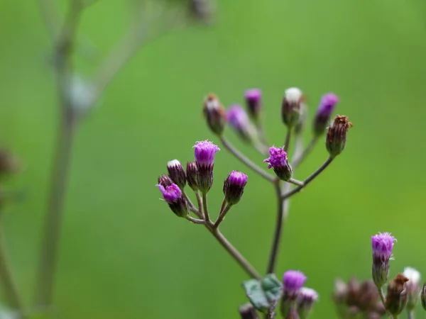 Květ Cyanthillium Cinereum Také Známý Jako Málo Železo Rodině Slunečnic — Stock fotografie