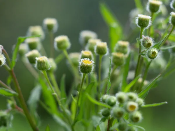 Flores Flaxleaf Fleabane Pulgón Alto Una Planta Herbácea Corta Duración — Foto de Stock