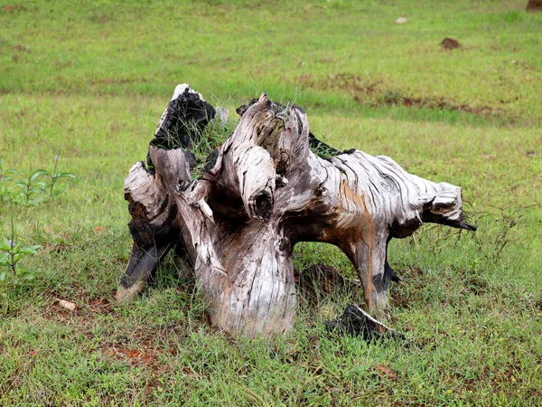 Zersetzte Alte Baumwurzel Einem Einzugsgebiet Des Staudamms Banasura Sagar Damm — Stockfoto