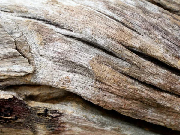 Surface Old Decomposed Wood Trunk Texture Background — Stock Photo, Image