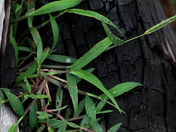 Gras Wächst Einer Zersetzten Alten Baumwurzel Einem Einzugsgebiet Des Staudamms — Stockfoto