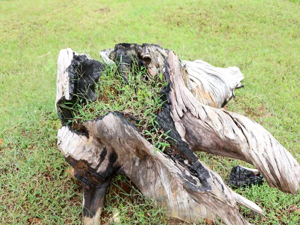 Gras Wächst Einer Zersetzten Alten Baumwurzel Einem Einzugsgebiet Des Staudamms — Stockfoto