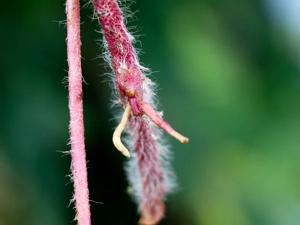 Hairy stem of a creeping weed plant in light pink color, close up shot, selective focus