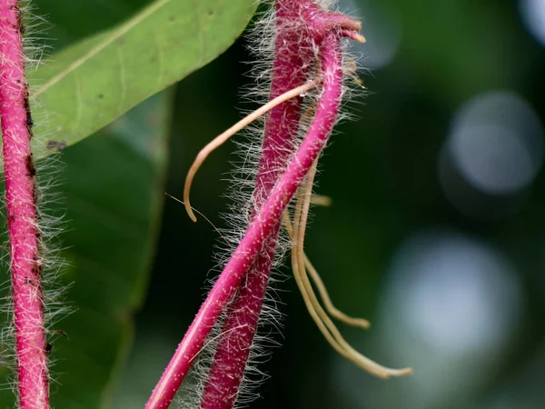 Hairy stem of a creeping weed plant in light pink color, close up shot