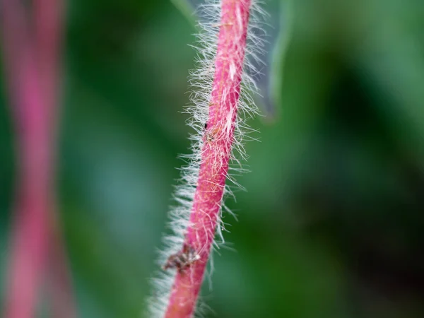 Haariger Stamm Einer Kriechkrautpflanze Hellrosa Farbe Nahaufnahme Selektiver Fokus — Stockfoto