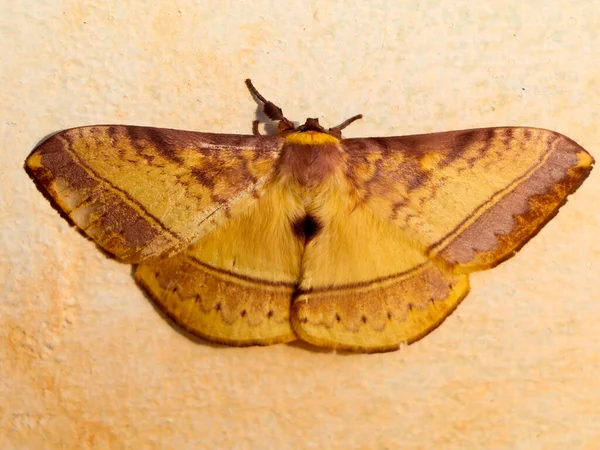 Farfalla Notturna Colore Marrone Falena Appartenente Gruppo Parafiletico Degli Insetti — Foto Stock