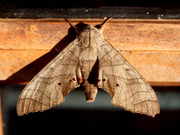 Papillon Nocturne Couleur Brune Papillon Appartenant Groupe Paraphylétique Des Insectes — Photo