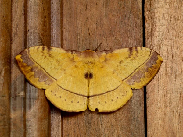 Mariposa Nocturna Color Marrón Polilla Perteneciente Grupo Parafilético Insectos Orden —  Fotos de Stock