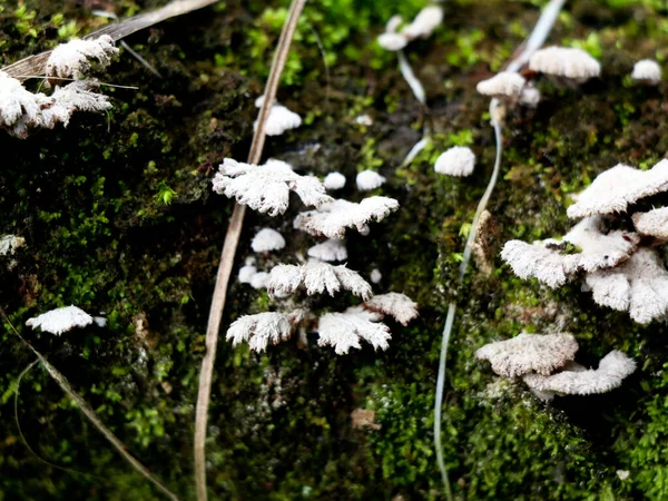 Vit Färg Svamp Eller Gaffel Ett Ruttnande Träd Parasitisk Organism — Stockfoto