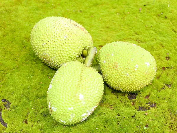 Frutas Rosca Cruas Artocarpus Altilis Mantidas Fundo Musgo Verde Pertence — Fotografia de Stock