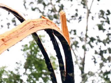 Areka fındık ağacı güçlü muson rüzgarları ve doğal afetler yüzünden parçalara ayrıldı.