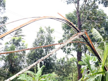 Areka fındık ağacı parçalandı ve güçlü muson rüzgârıyla elektrik hattına düştü.,