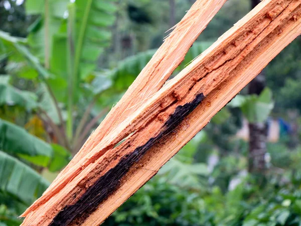 Areca Noz Árvore Quebrada Pedaços Por Forte Vento Monção Calamidade — Fotografia de Stock
