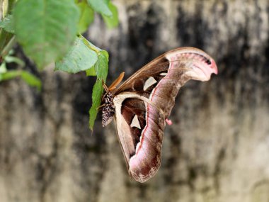 Parafilletik böcek grubuna ait büyük bir gece kelebeği ya da güve, Lepidoptera sipariş et.