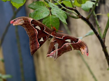 Parafilletik böcek grubuna ait büyük bir gece kelebeği ya da güve, Lepidoptera sipariş et.