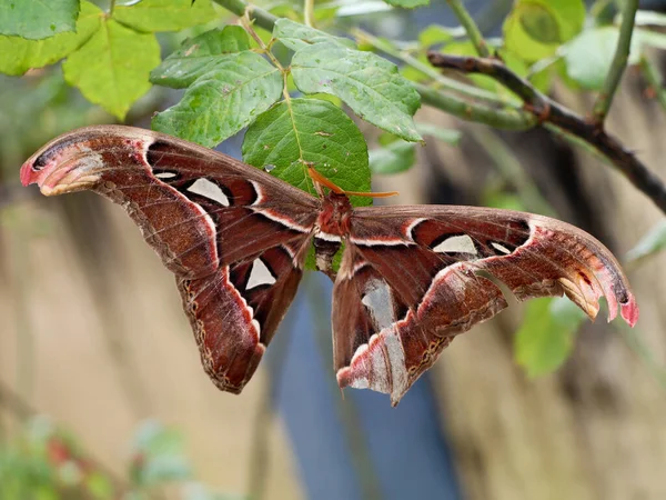 Una Mariposa Polilla Nocturna Gran Tamaño Perteneciente Grupo Parafilético Insectos —  Fotos de Stock