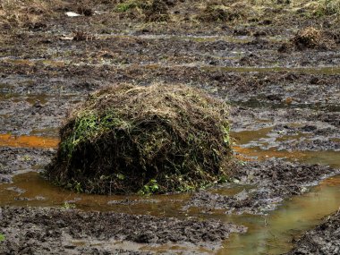 Bir çeltik tarlası hazırlamak için gübre olarak tutulan çürüyen otlar yığını. Organik tarım kavramı.