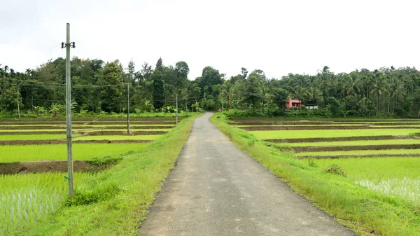 Sebuah Jalan Desa Melalui Sawah Yang Baru Ditanami Kerala — Stok Foto