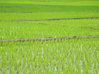 Köye yeni ekilmiş çeltik tarlası, seçici bir odak noktası.