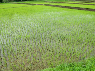 Köye yeni ekilmiş çeltik tarlası, seçici bir odak noktası.