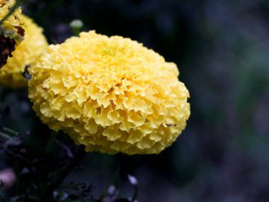 Açık sarı kadife çiçeği yakın çekim, seçici odak