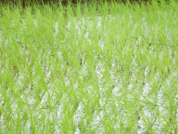 Nově Zasazené Rýžové Pole Vesnici Jako Pozadí Selektivní Zaměření — Stock fotografie