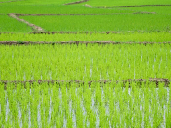 Neu Gepflanztes Reisfeld Einem Dorf Als Hintergrund Selektiver Fokus — Stockfoto