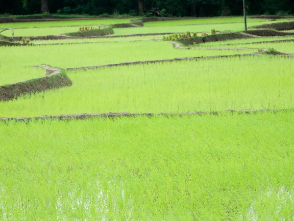 Neu Gepflanztes Reisfeld Einem Dorf Als Hintergrund Selektiver Fokus — Stockfoto