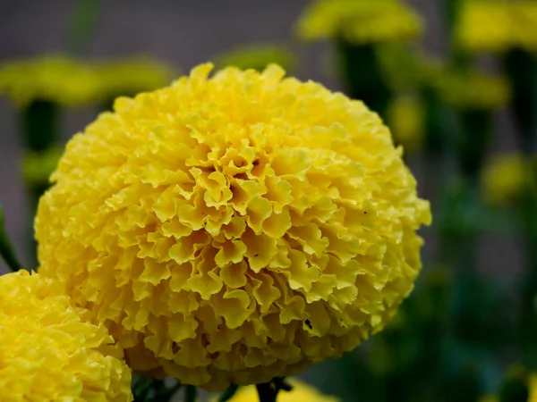 Primer Plano Flor Caléndula Color Amarillo Claro Enfoque Selectivo — Foto de Stock