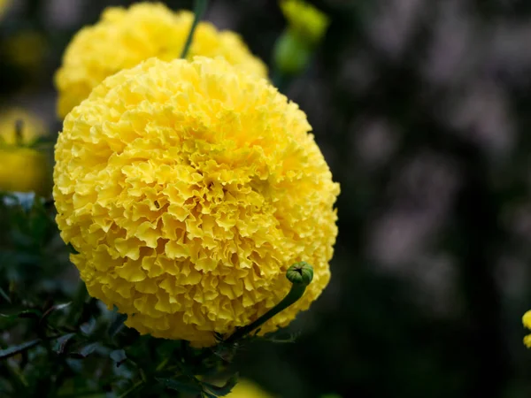 Primer Plano Flor Caléndula Color Amarillo Claro Enfoque Selectivo — Foto de Stock