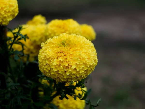 Primer Plano Flor Caléndula Color Amarillo Claro Enfoque Selectivo — Foto de Stock