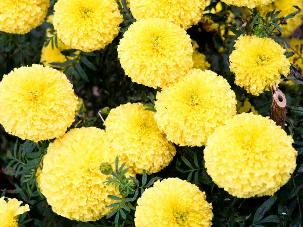 Açık sarı kadife çiçeği yakın çekim, seçici odak