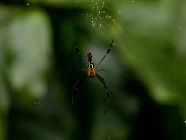 Bunte Spinne Auf Spinnennetz Selektiver Fokus — Stockfoto