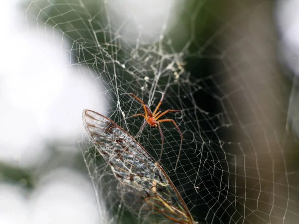 Meerkleurige Spin Spinnenweb Selectieve Focus — Stockfoto