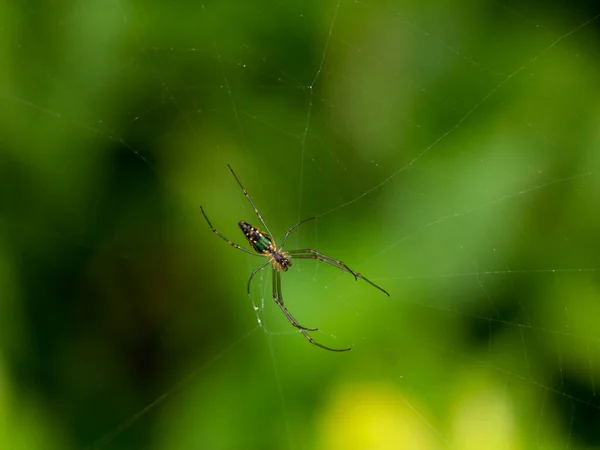 Meerkleurige Spin Spinnenweb Selectieve Focus — Stockfoto