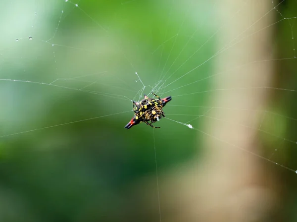 Örümcek Ağında Çok Renkli Örümcek Seçici Odak — Stok fotoğraf