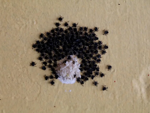 Les Araignées Bébé Couleur Noire Sortent Des Sacs Oeuf Araignée — Photo