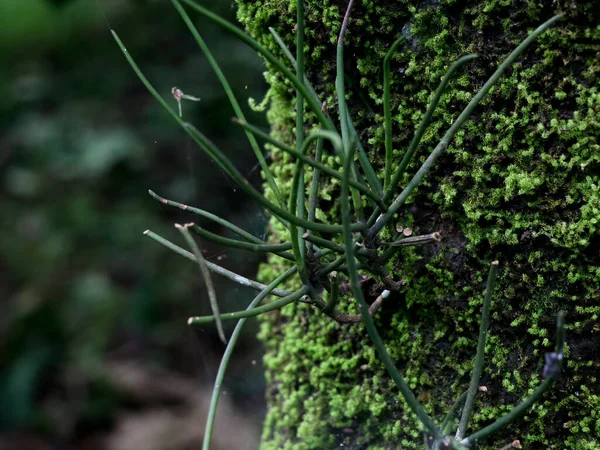 Wilde Orchideenpflanze Auf Einem Jackfruchtbaum Selektiver Fokus — Stockfoto