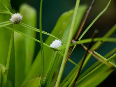 Kır Saçlı Sivri uçlu sazlar ya da sedge ailesine ait beyaz su sazları.