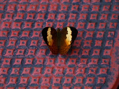 Kenetlenme zemininde çok renkli kelebekler