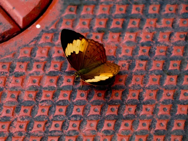 Mariposa Multicolor Piso Enclavamiento —  Fotos de Stock