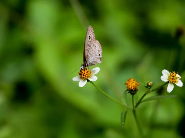 Borboleta Cor Marrom Uma Flor Macaco Preto Flor Agulha Espanhola — Fotografia de Stock