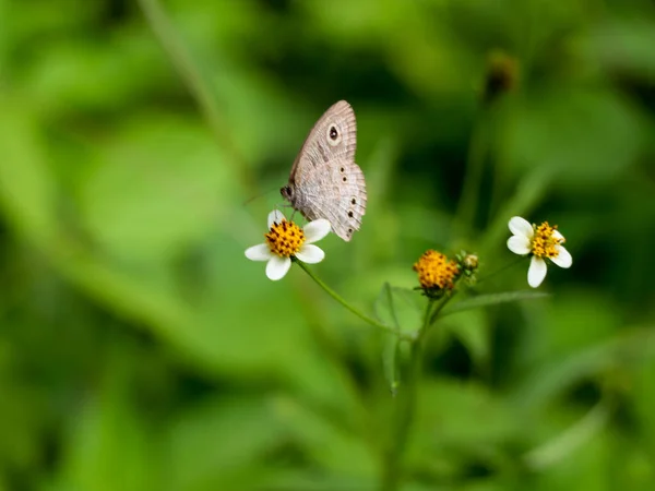 Borboleta Cor Marrom Uma Flor Macaco Preto Flor Agulha Espanhola — Fotografia de Stock