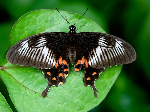 Mariposa Multicolor Sobre Una Hoja Verde Oscura —  Fotos de Stock