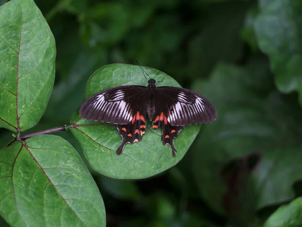 Mariposa Multicolor Sobre Una Hoja Verde Oscura —  Fotos de Stock