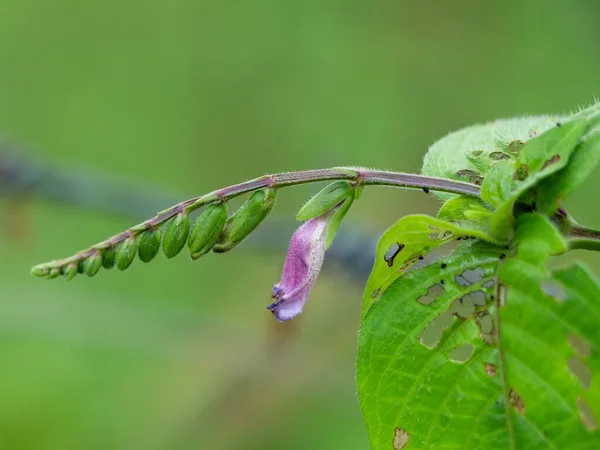 Tesisat Ailesine Ait Yabani Bir Bitkinin Açık Pembe Çiçeği Bitkisel — Stok fotoğraf