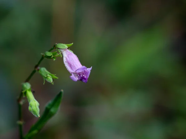 Light pink color flower of a wild plant belonging to plumbago family, herbal medicine