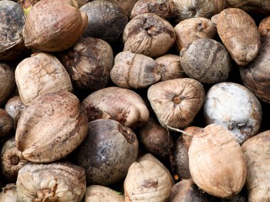 Çiftlikten toplanan soyulmamış kuru hindistan cevizi yığını, organik tarım.